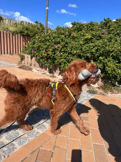 Hundetreffen-Trainingspartner und Hunde Freunde gesucht-Bild