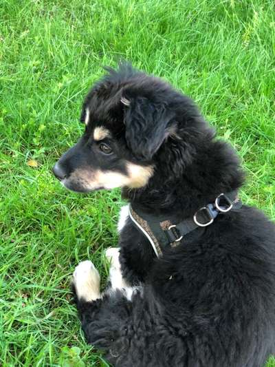 Welpen Bilder !-Beitrag-Bild