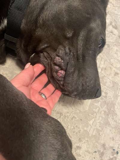 Ausschlag-Beitrag-Bild