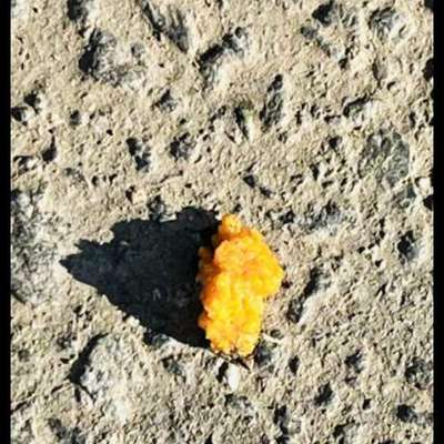 Giftköder-Verdacht auf Giftköder-Bild