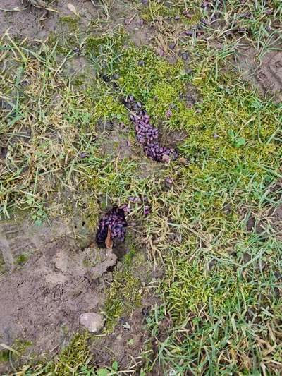 Giftköder-Rattengift-Bild