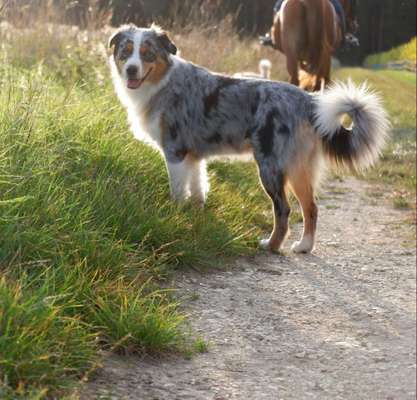 Aussies-Beitrag-Bild