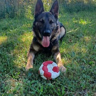 Hundetreffen-Übungsrunde/ Social Walk-Bild