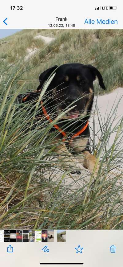 Urlaub ohne Hund-Beitrag-Bild