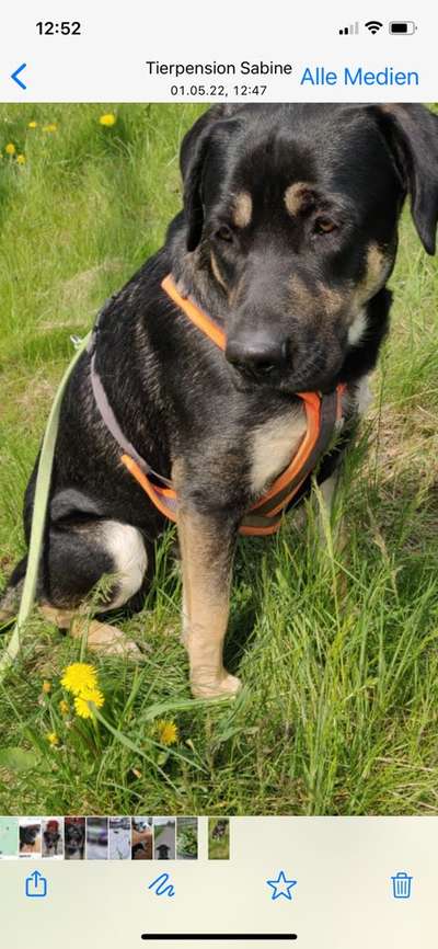 Ungewollte Streicheleinheiten etc.-Beitrag-Bild