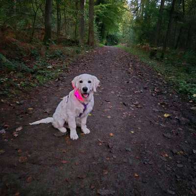 Hundetreffen-Spaziergang Mollenkotten Wuppertal-Bild