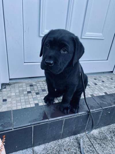 Welpen Bilder !-Beitrag-Bild