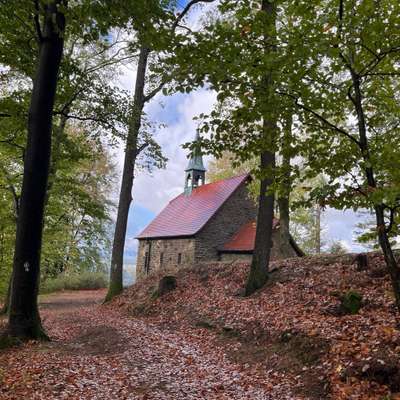 Hundetreffen-Wanderungen im vorderen Odenwald-Bild