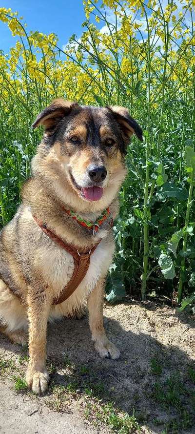 Dogorama Photo Challenge - Frühlingserwachen-Beitrag-Bild