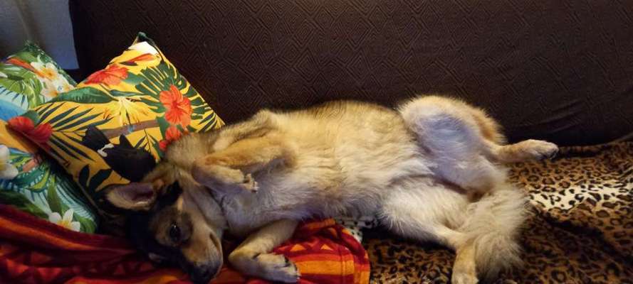 Eurasier hier?-Beitrag-Bild