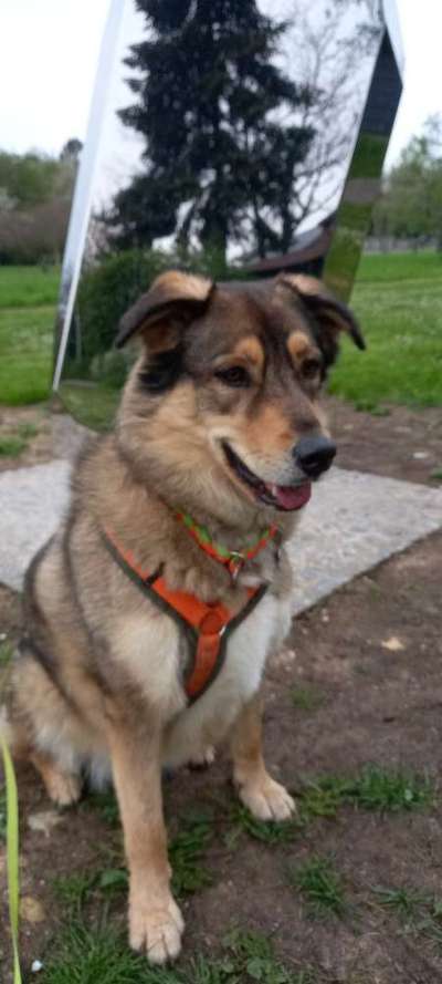 Dogorama Photo Challenge - Frühlingserwachen-Beitrag-Bild