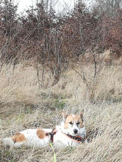 DNA Test (Rassen herausfinden)-Beitrag-Bild