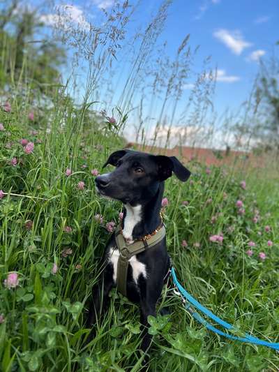 Hundetreffen-Gemeinsames Training/ Social Walk-Bild