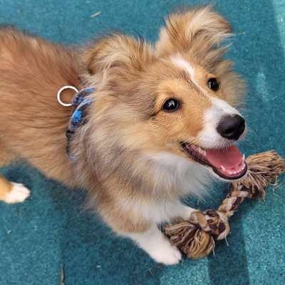 Hundetreffen-Welpentreffen-Bild