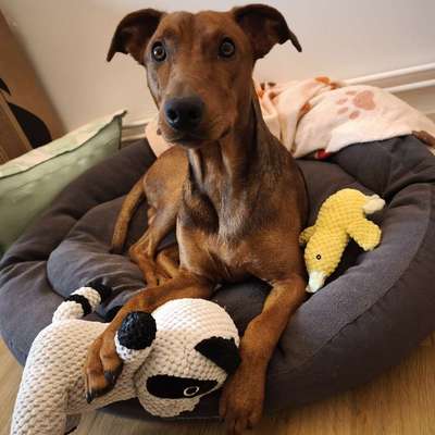 Hundetreffen-Spielrunde in Vahrenwald-Bild