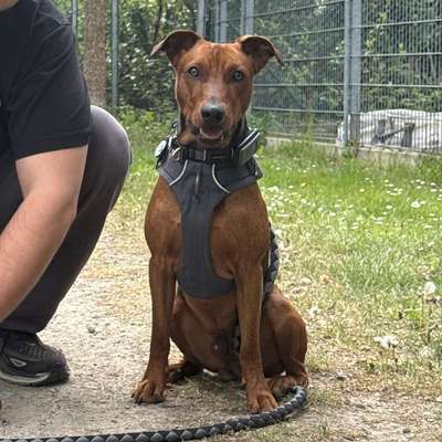 Hundetreffen-Gassi-Freunde gesucht-Bild