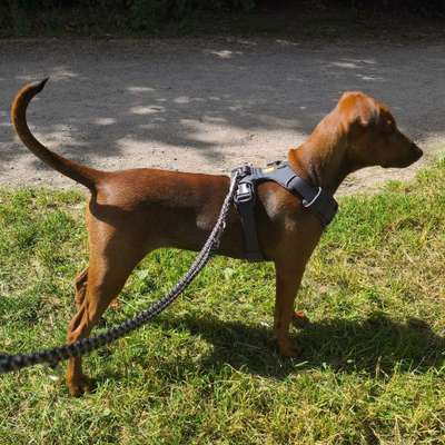 Hundetreffen-Spielrunde in Vahrenwald-Bild
