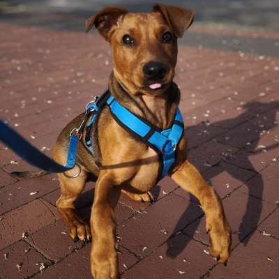 Hundetreffen-Spielrunde in Vahrenwald-Bild