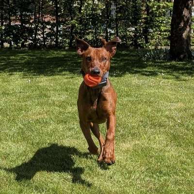 Hundetreffen-Spielrunde in Vahrenwald-Bild