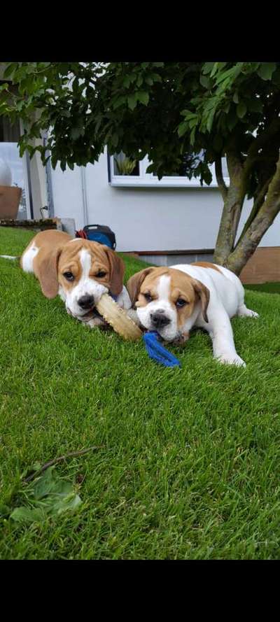 Welpenfotos-Beitrag-Bild