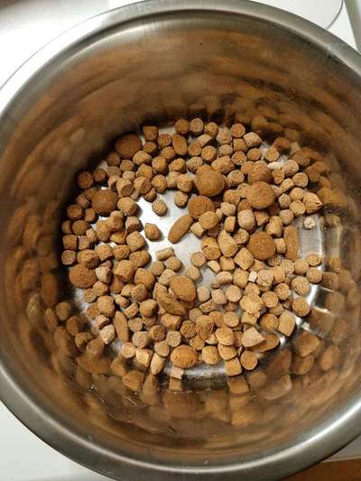 Futter für Pudel-Beitrag-Bild