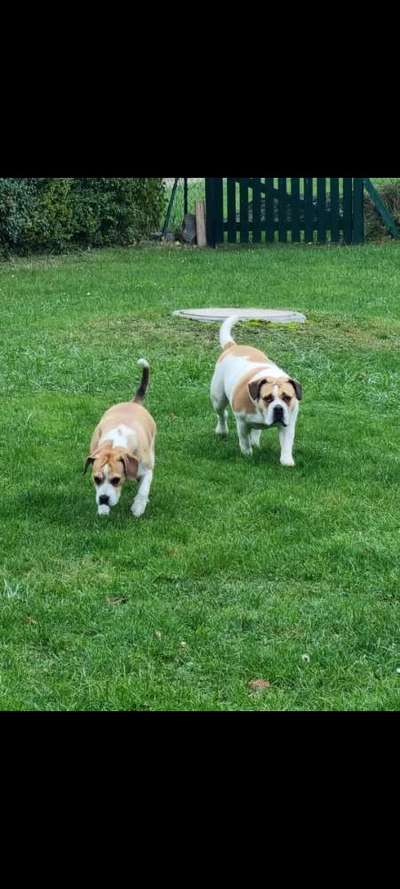 Welpenfotos-Beitrag-Bild