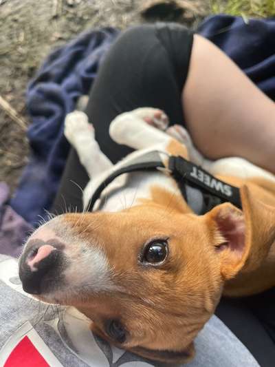 Hundi läuft immer vor die Füße-Beitrag-Bild