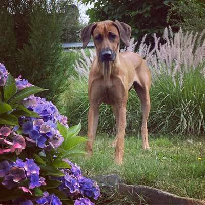 Fotochallange 63: "Dein blühendes Hündchen"-Beitrag-Bild