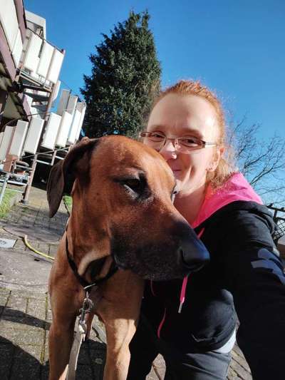 Rhodesian Ridgeback-Beitrag-Bild