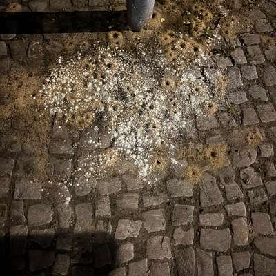 Giftköder-Möglicherweise Giftköder-Bild