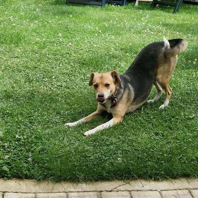 Hundetreffen-Spaziergänge zum Training/Sozialisierung-Bild
