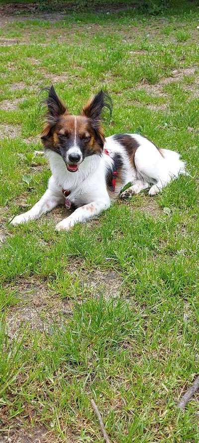 Die Dogorama Kalender Challenge Titelbild-Beitrag-Bild