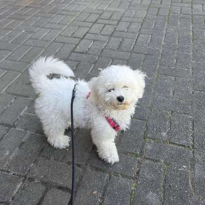 Hundetreffen-Welpentreffen-Bild