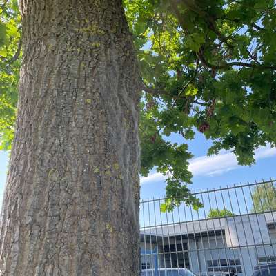 Giftköder-Massiver Eichenprozessionsspinner Befall-Bild