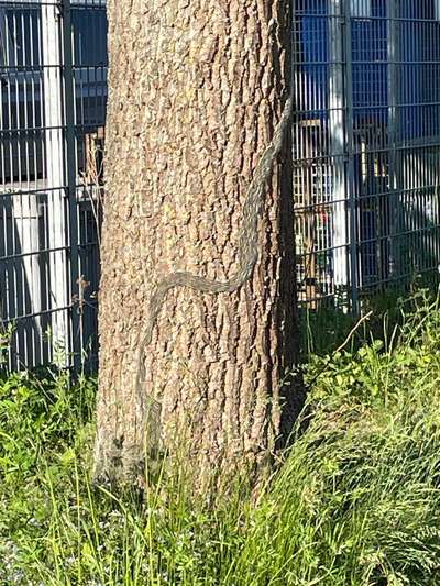 Giftköder-Massiver Eichenprozessionsspinner-Befall-Bild