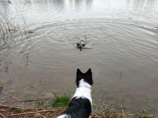 Dogorama-Monats-Challenge-Mai "Wasser"-Beitrag-Bild