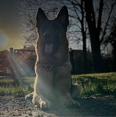 Hundetreffen-Spiel und Spaß-Bild