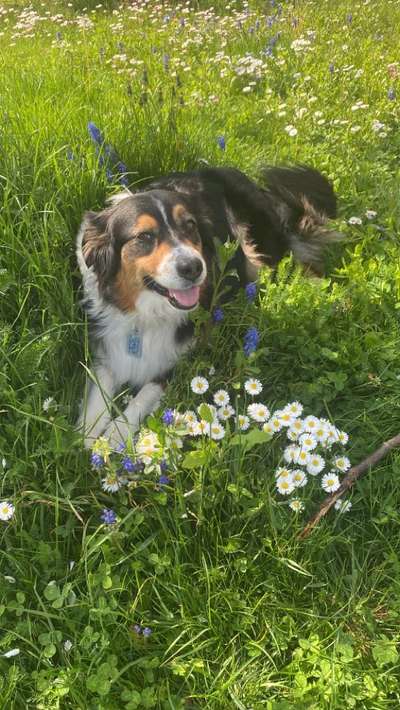 Tierschutzhund frisst wenig bis gar nicht-Beitrag-Bild