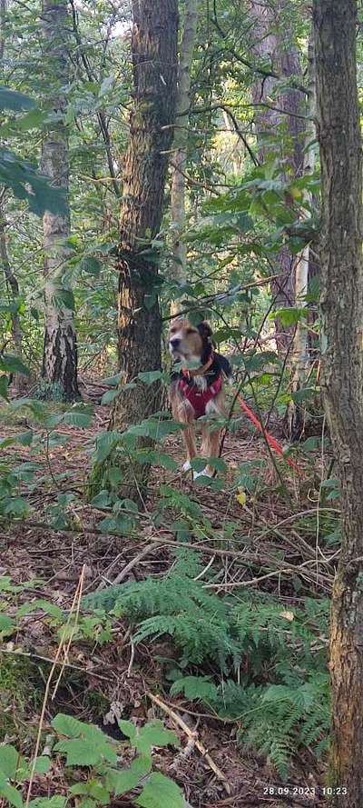 Foto -Challenge  Thema : Dein Hund Im Wald-Beitrag-Bild