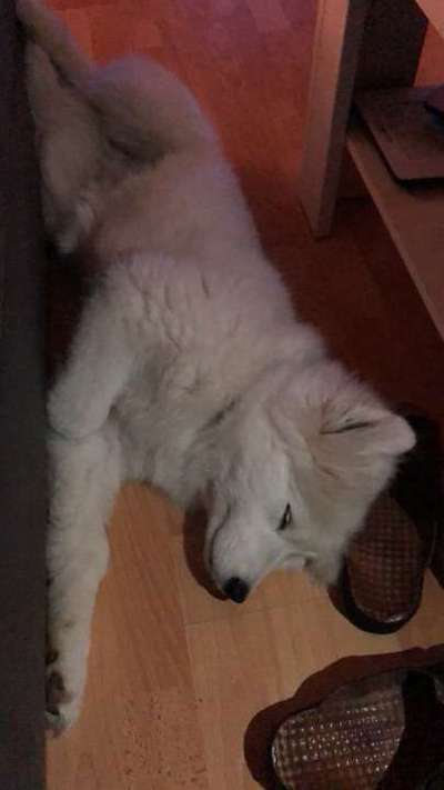 Welpen Bilder !-Beitrag-Bild