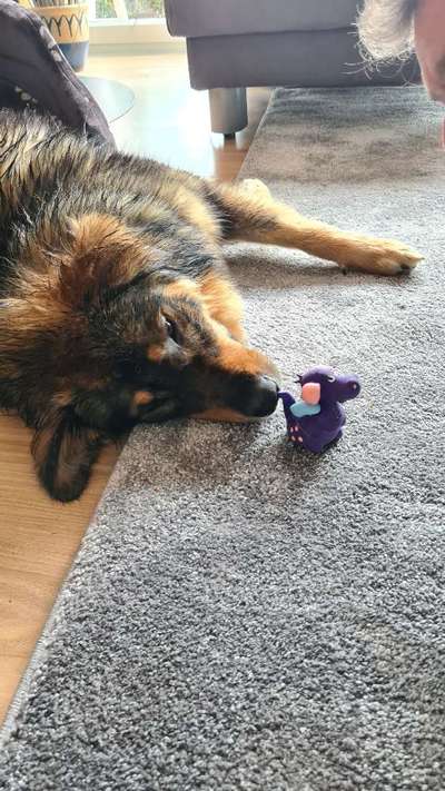 Dogorama Photo Challenge - Lieblingsspielzeug!-Beitrag-Bild