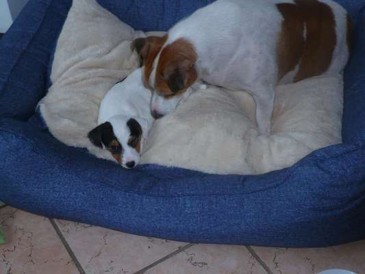 Mischlingshunde Foto Aufruf-Beitrag-Bild