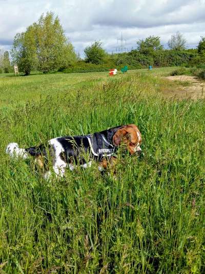 Hundeauslaufgebiet-Freizeitpark Merzenich-Bild