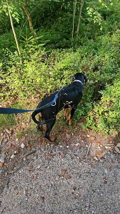 Hundetreffen-Welpentreffen gesucht für unseren 12 Wochen alten Balu-Bild