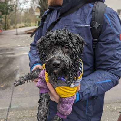 Hundetreffen-Maltipoo Anya sucht Hundefreunde-Bild