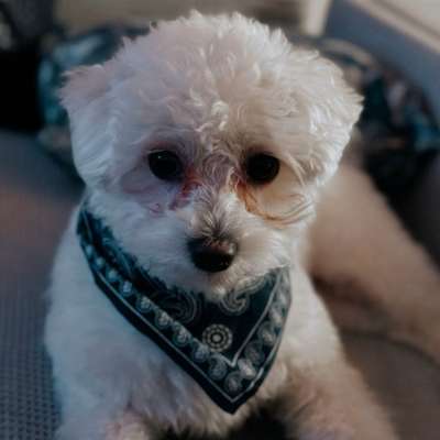 Hundetreffen-Spielfreund gesucht-Bild
