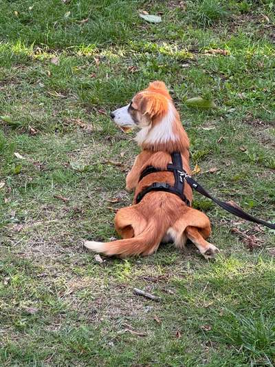 Hundetreffen-Gassi oder Spieltreffen-Bild