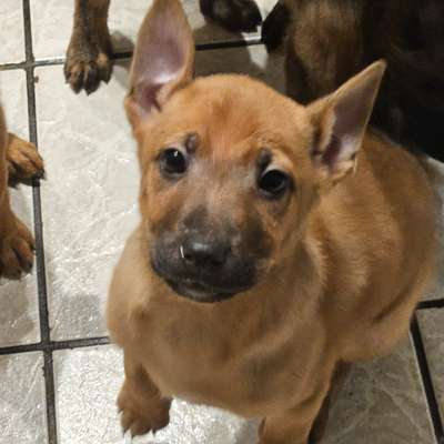 Hundetreffen-Welpentreffen in Angelbachtal Umgebung-Bild