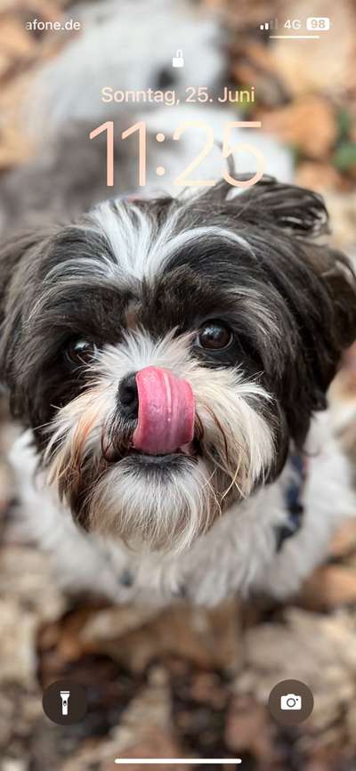 Hundetreffen-Treffen für kleine Hunde-Bild