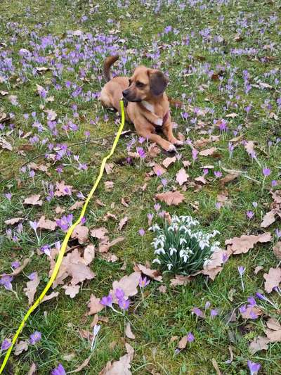 Dogorama Photo Challenge - die ersten Frühjahrsblumen-Beitrag-Bild